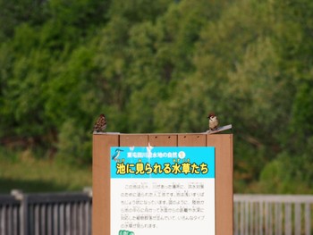 スズメ 東屯田川遊水地 2022年5月22日(日)