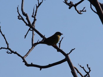 Unknown Species 東屯田川遊水地 Sun, 5/22/2022