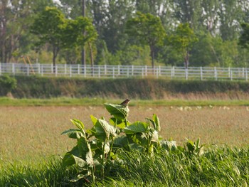 Chestnut-eared Bunting 東屯田川遊水地 Sun, 5/22/2022