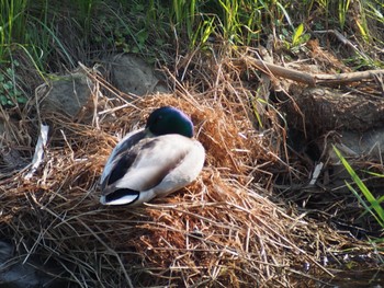 Unknown Species 東屯田川遊水地 Sun, 5/22/2022