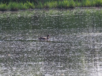 Mallard 東屯田川遊水地 Sun, 5/22/2022