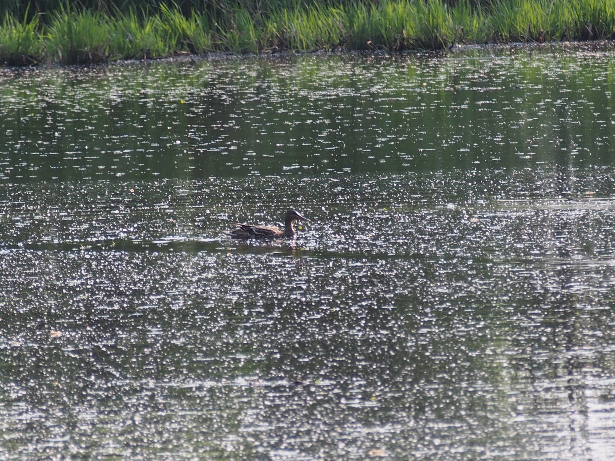 Photo of Mallard at 東屯田川遊水地 by しゅしゅしゅ