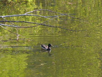 Unknown Species 東屯田川遊水地 Unknown Date