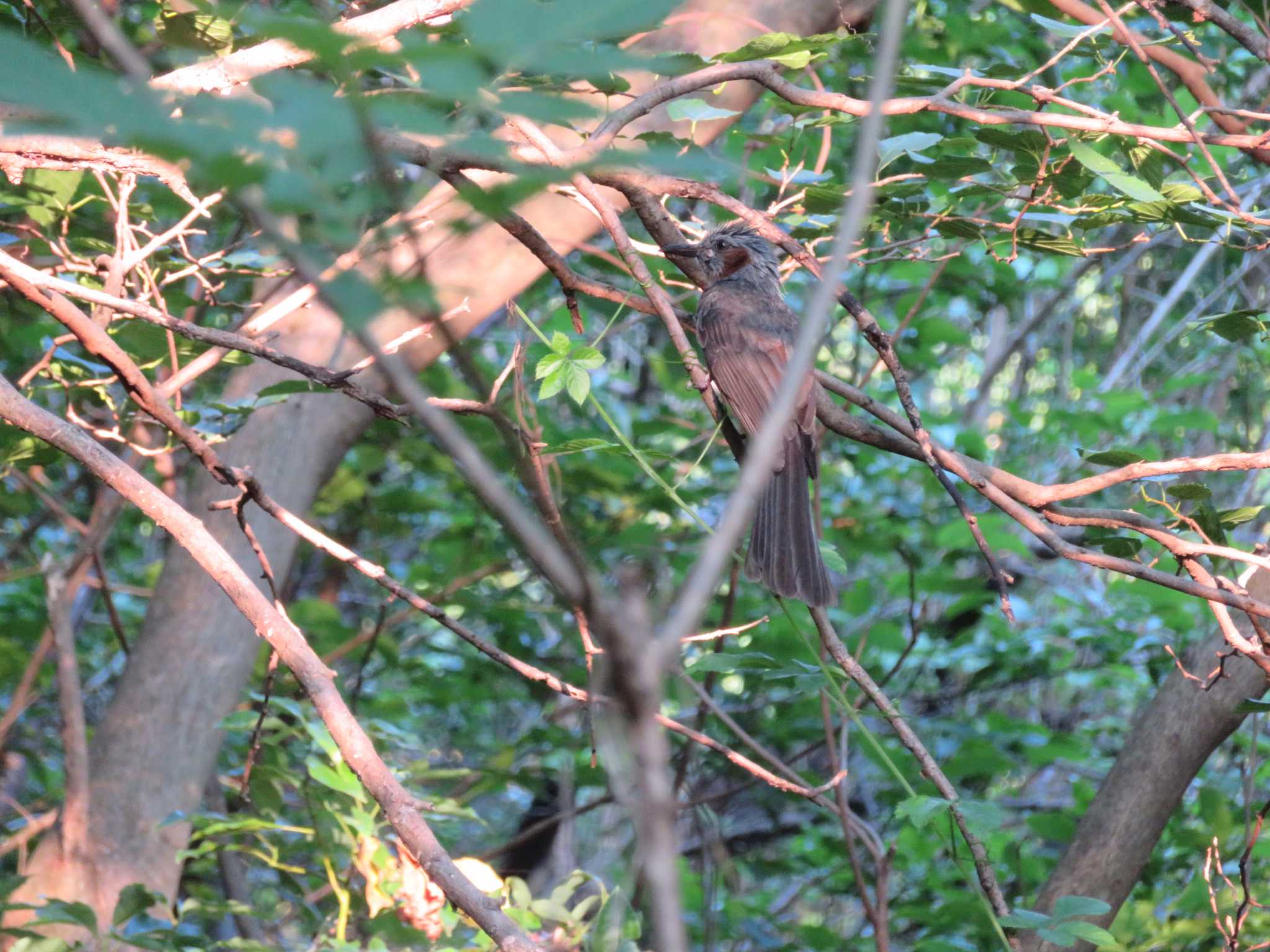 Photo of White-cheeked Starling at 野川公園 by オシオシオシドリ