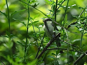 Japanese Tit 横浜市 Sun, 5/22/2022