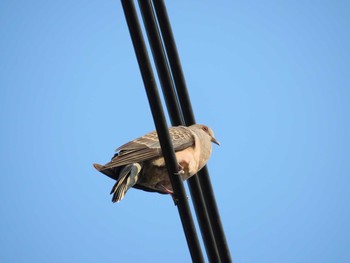 Oriental Turtle Dove 三鷹市深大寺 Sat, 7/8/2017