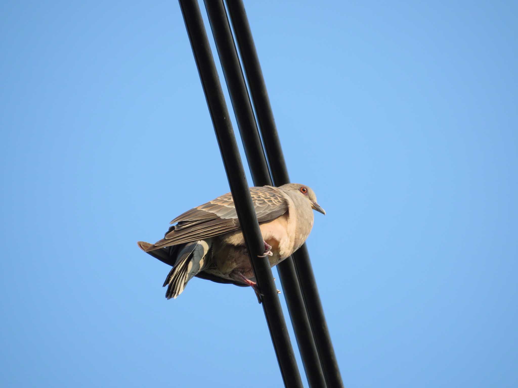 Photo of Oriental Turtle Dove at 三鷹市深大寺 by オシオシオシドリ