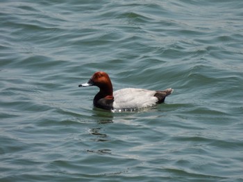 Sun, 5/22/2022 Birding report at 加古川河口