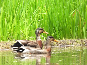 Domestic duck Koishikawa Korakuen Sat, 5/21/2022