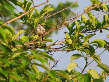 Long-tailed Tit Mt. Takao Fri, 7/7/2017