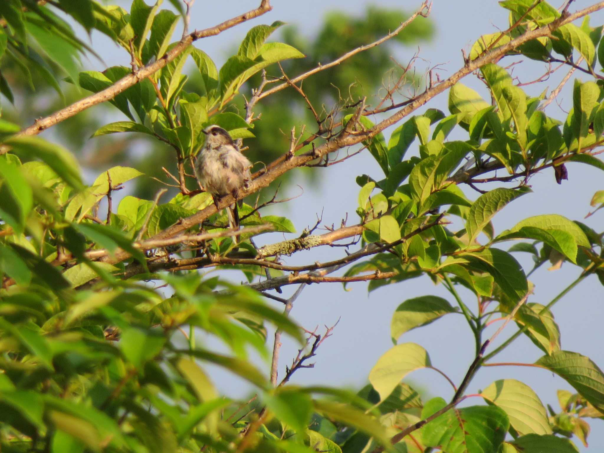 Photo of Long-tailed Tit at Mt. Takao by オシオシオシドリ