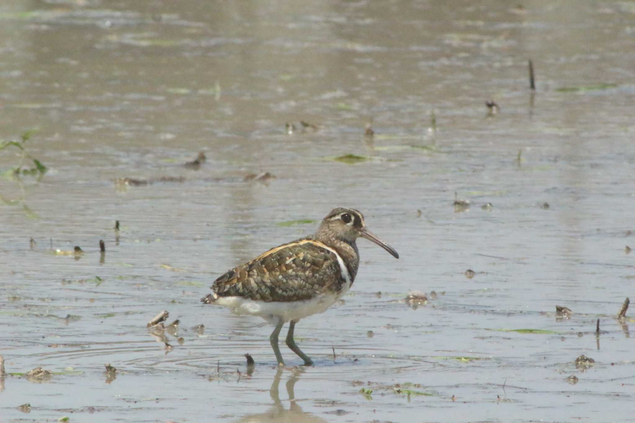 Greater Painted-snipe