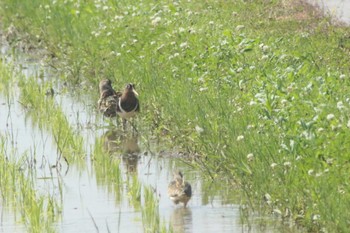 2022年5月22日(日) 知多市 34°59'38.1"N 136°53'09.0"Eの野鳥観察記録