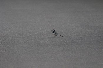 White Wagtail 札幌モエレ沼公園 Sun, 5/22/2022