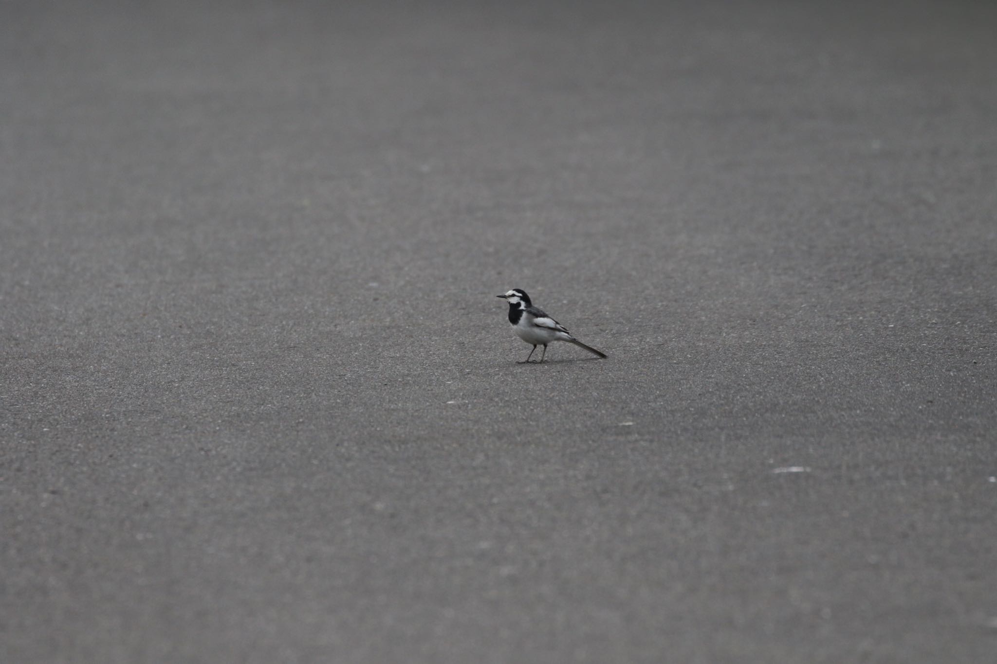 Photo of White Wagtail at 札幌モエレ沼公園 by will 73