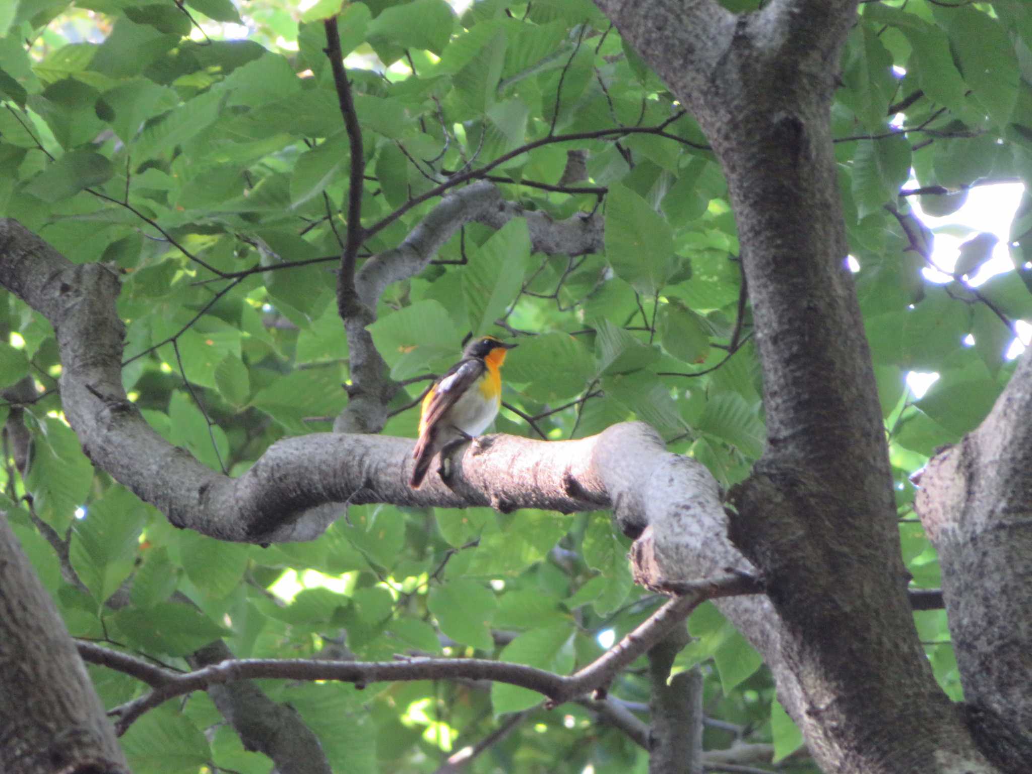 Photo of Narcissus Flycatcher at Mt. Takao by オシオシオシドリ