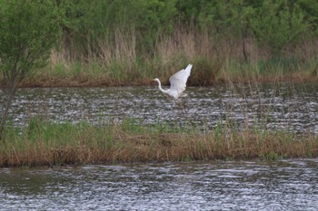 Great Egret 札幌モエレ沼公園 Sun, 5/22/2022