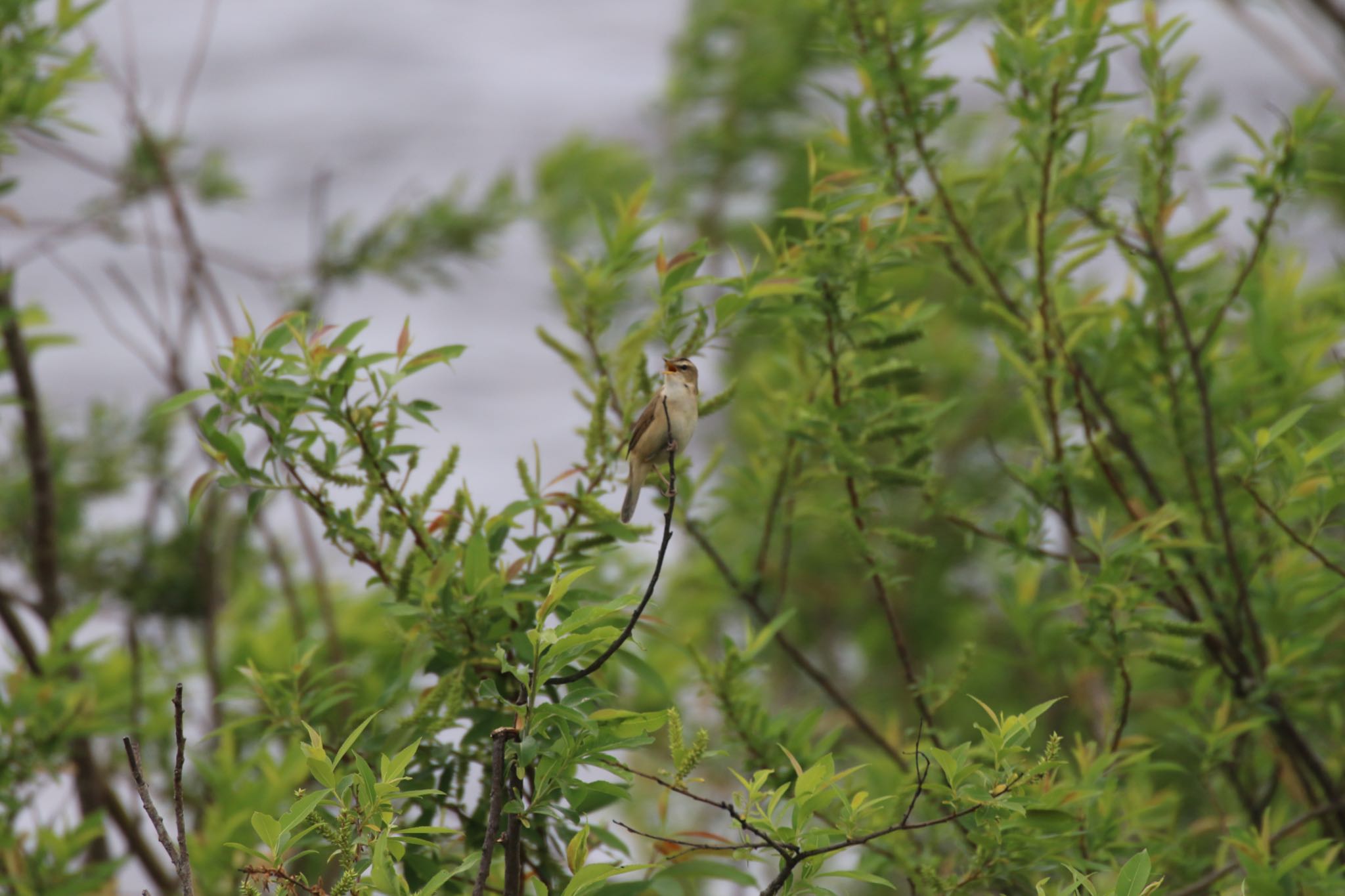 Photo of Black-browed Reed Warbler at 札幌モエレ沼公園 by will 73