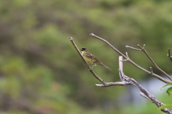 Masked Bunting 札幌モエレ沼公園 Sun, 5/22/2022