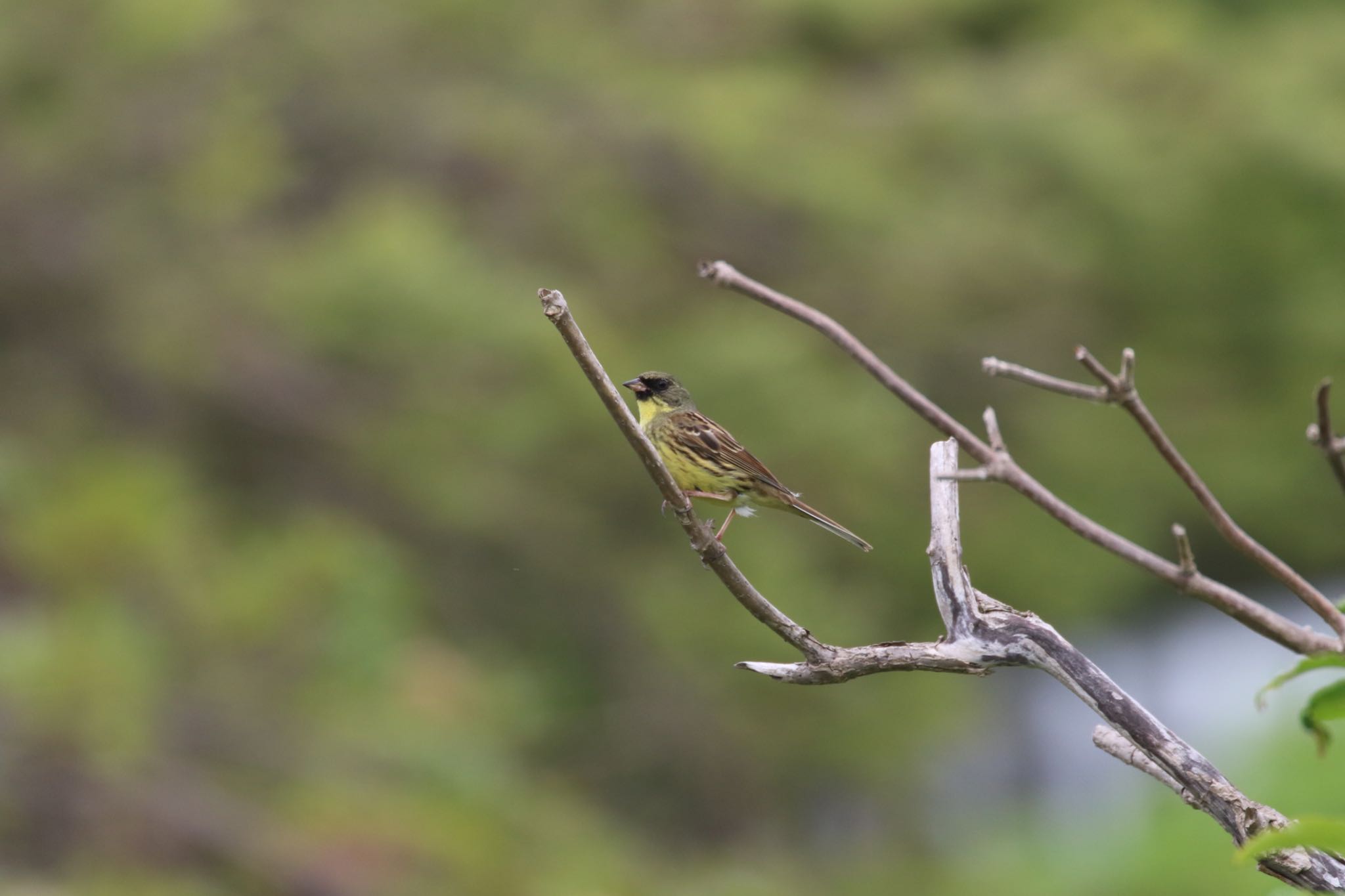 Photo of Masked Bunting at 札幌モエレ沼公園 by will 73