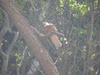 Black Kite Unknown Spots Sat, 5/20/2017