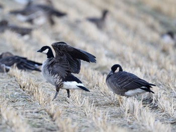 Cackling Goose 登米市 Sat, 11/21/2020