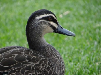 Pacific Black Duck パース Unknown Date