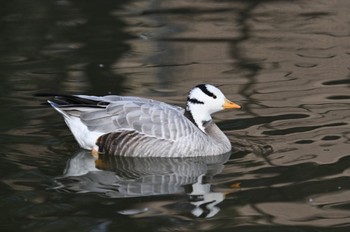 Bar-headed Goose 宮城県大崎市 Sun, 2/27/2022