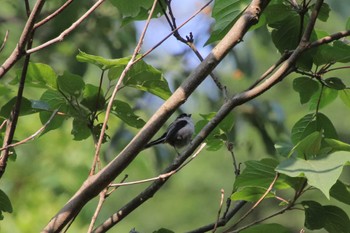 エナガ 筑紫野市総合公園 2022年5月22日(日)