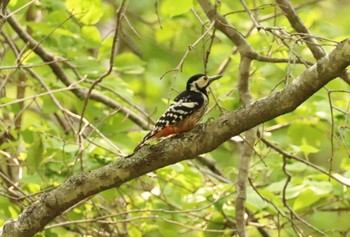 2022年5月22日(日) 西岡公園(西岡水源地)の野鳥観察記録
