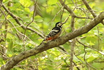 Sun, 5/22/2022 Birding report at Nishioka Park