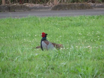 Green Pheasant Watarase Yusuichi (Wetland) Sat, 5/27/2017