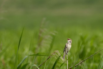 オオヨシキリ 大久保農耕地 2022年5月22日(日)