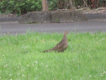 Green Pheasant Watarase Yusuichi (Wetland) Sat, 5/27/2017