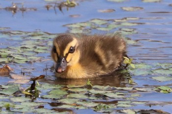 カルガモ 境川遊水地公園 2022年5月22日(日)