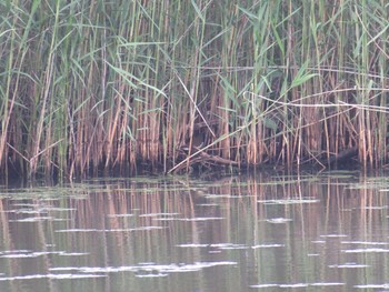 Common Moorhen Watarase Yusuichi (Wetland) Sat, 5/27/2017