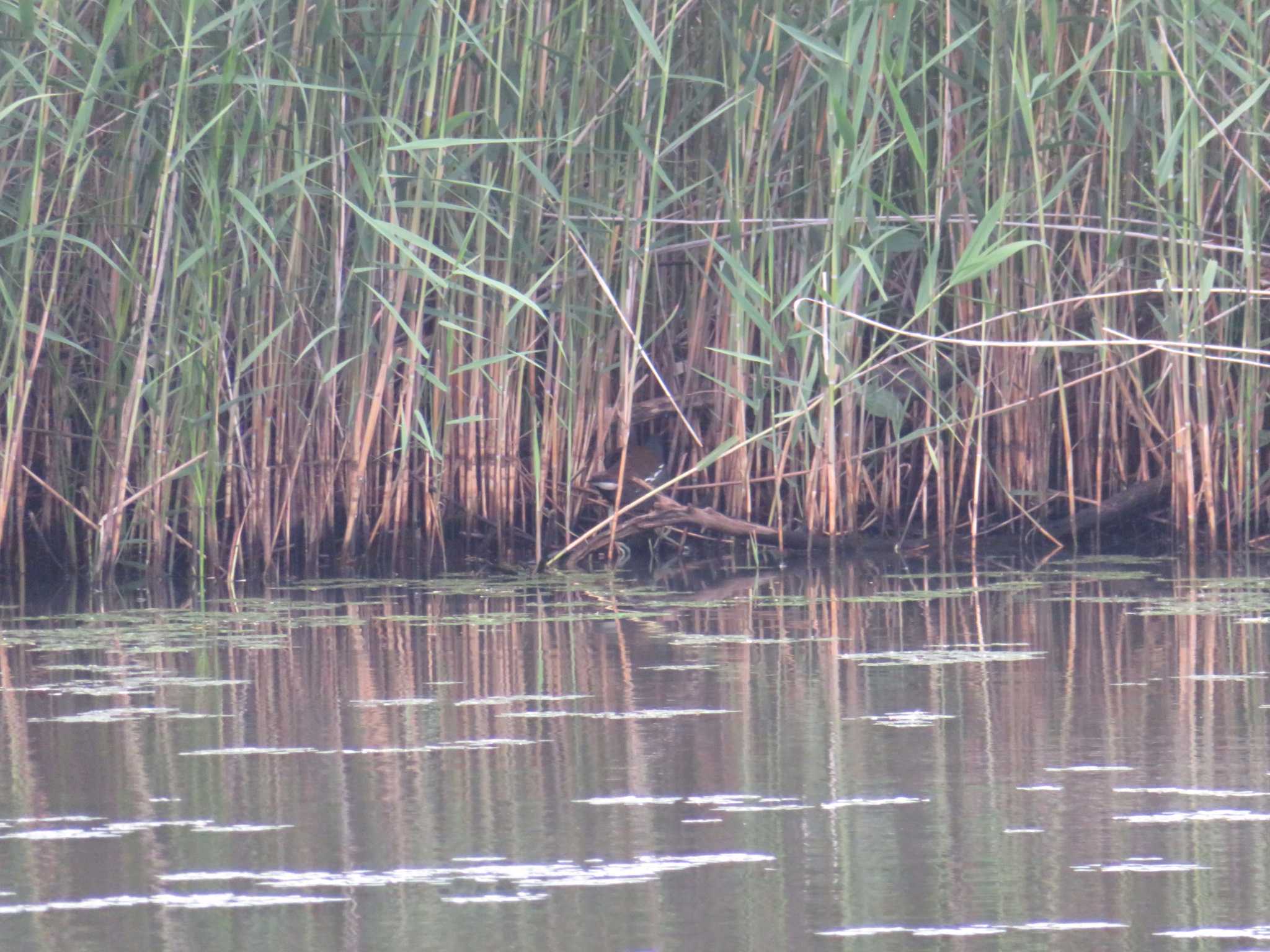 Photo of Common Moorhen at Watarase Yusuichi (Wetland) by オシオシオシドリ