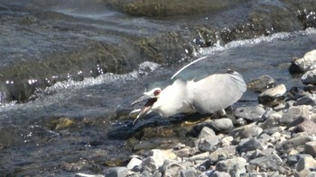 2022年5月22日(日) 三滝川の野鳥観察記録