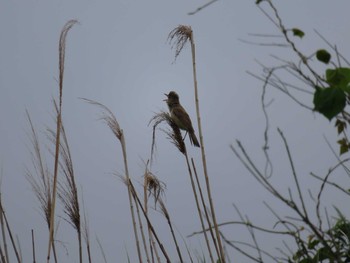 Oriental Reed Warbler Watarase Yusuichi (Wetland) Sat, 5/27/2017