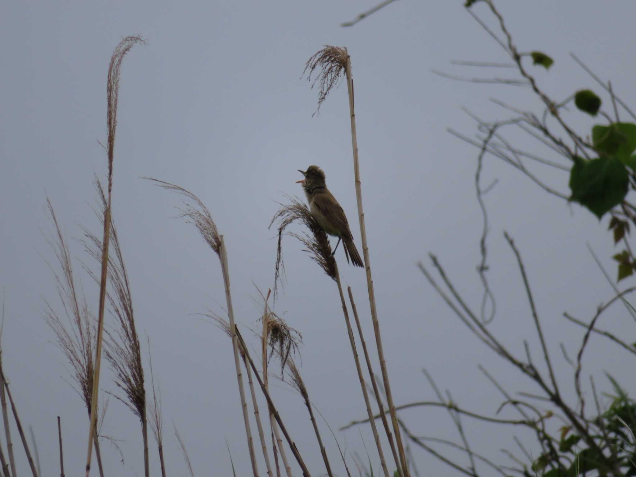 Photo of Oriental Reed Warbler at Watarase Yusuichi (Wetland) by オシオシオシドリ