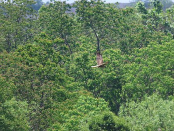 2022年5月22日(日) 鍋田干拓地の野鳥観察記録