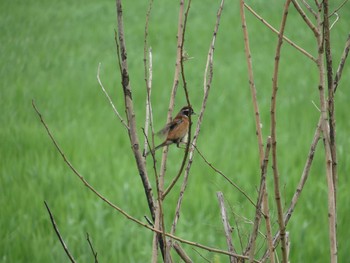 Meadow Bunting Unknown Spots Sat, 5/27/2017