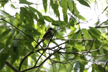 2022年5月22日(日) 摂津峡の野鳥観察記録