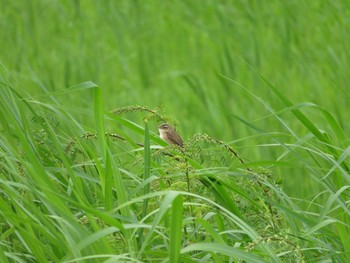 Black-browed Reed Warbler Watarase Yusuichi (Wetland) Sat, 5/27/2017