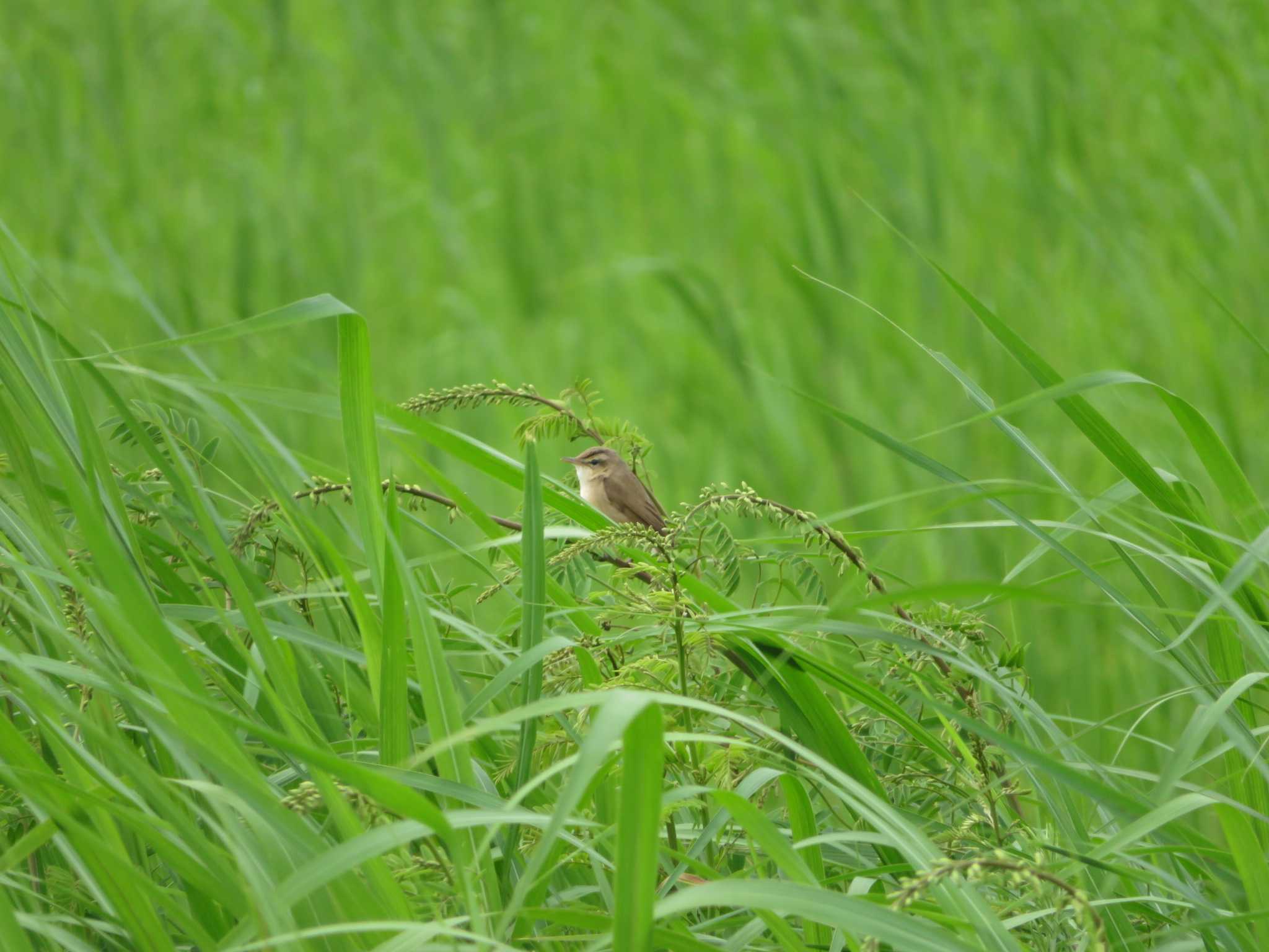 Photo of Black-browed Reed Warbler at Watarase Yusuichi (Wetland) by オシオシオシドリ