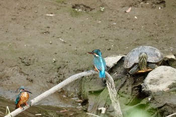 Common Kingfisher 川崎 Sun, 5/22/2022