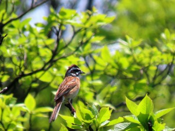 2022年5月22日(日) 竜ヶ岳(鈴鹿)の野鳥観察記録