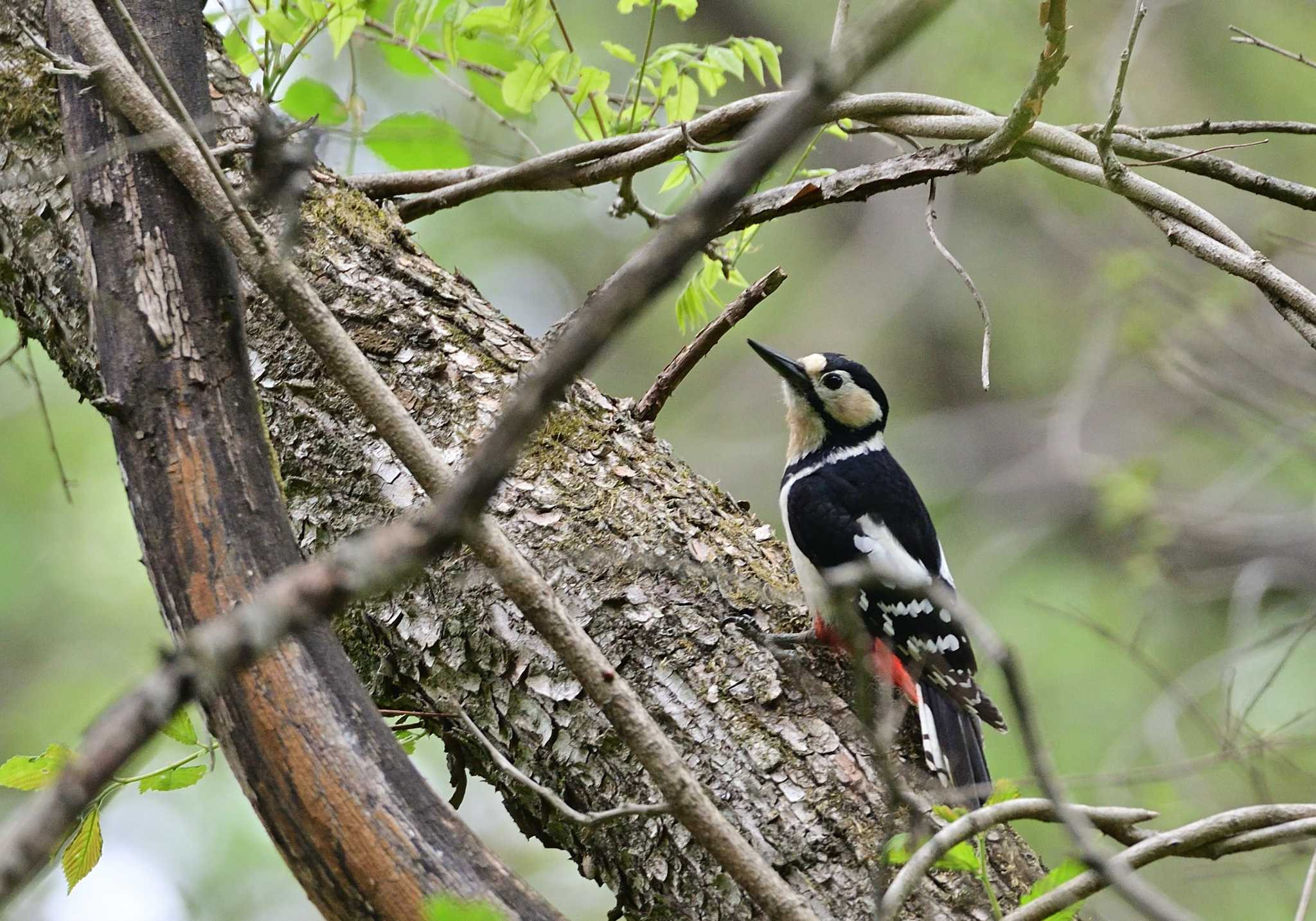 Great Spotted Woodpecker