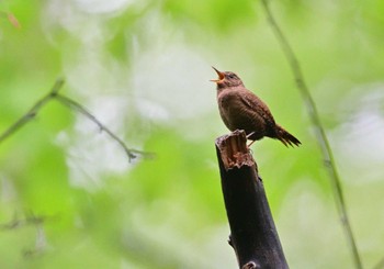 Sun, 5/22/2022 Birding report at Karuizawa wild bird forest