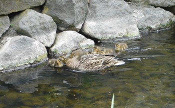 Mallard 安春川(札幌市北区) Sun, 5/22/2022